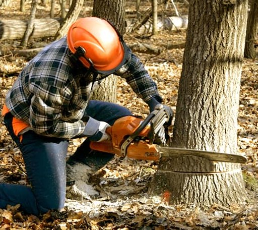 Tree Removal in Brighton, IA